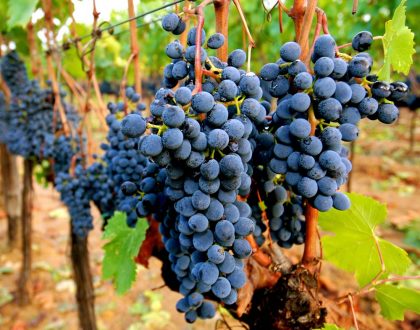 Sassicaia wine grapes