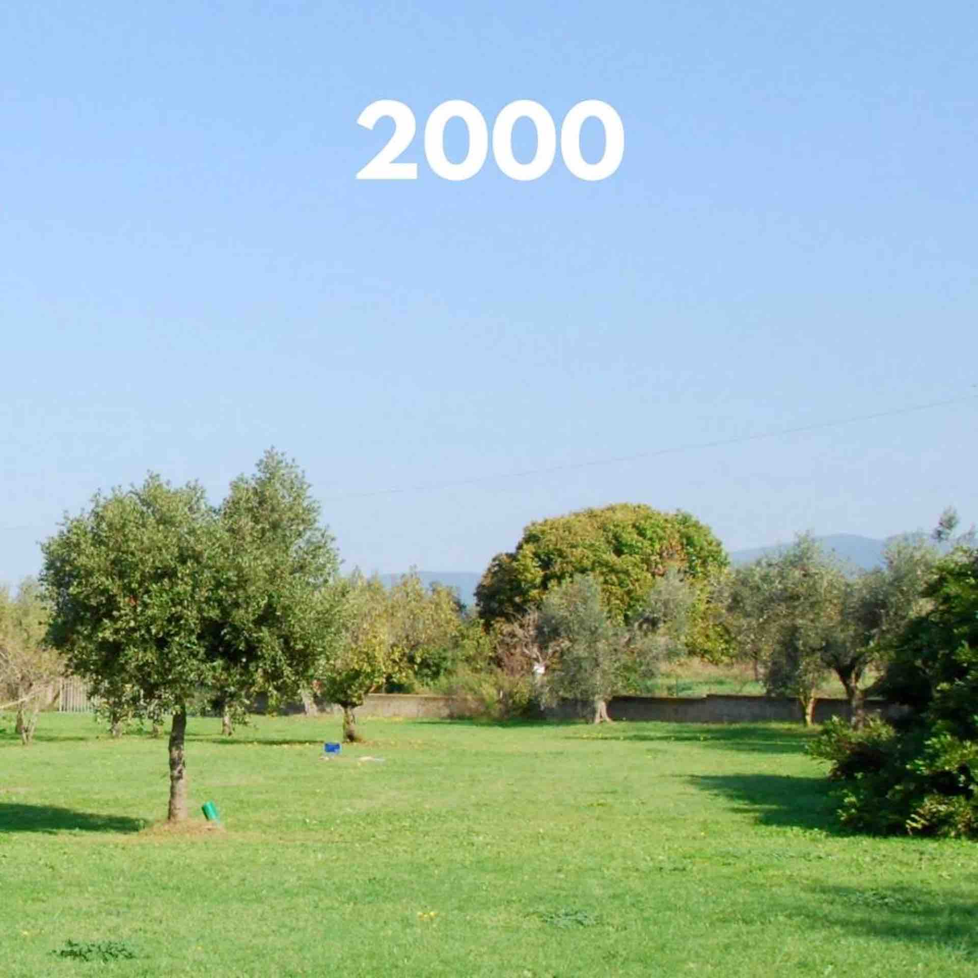 Oak trees planted 26 years ago in a Tuscan farmhouse garden in Italy