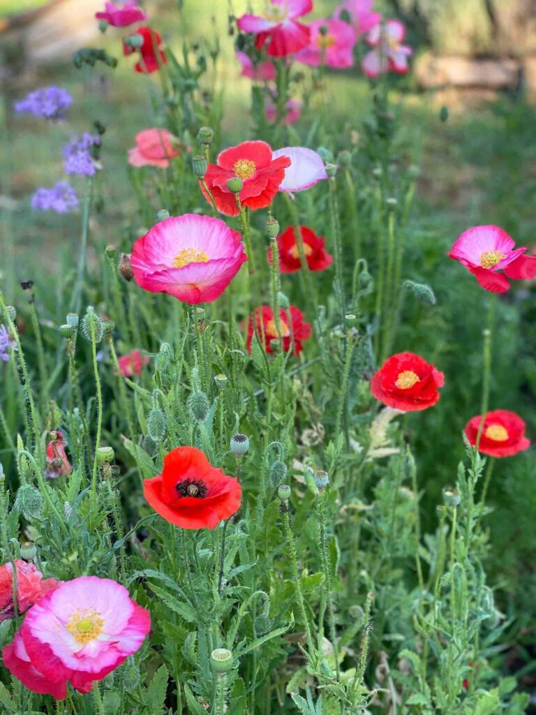 Field of red and pink poppies blooming among purple wildflowers
