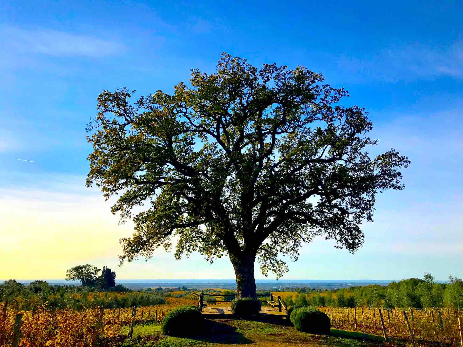 Golden October in the Vineyard A large solitary oak tree standing in a Tuscan vineyard, its leaves lit by golden autumn light
